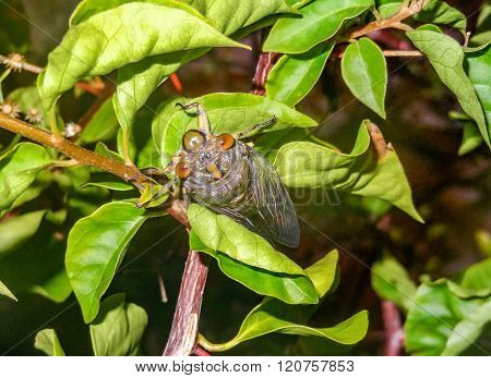 Cicada In Cambodia