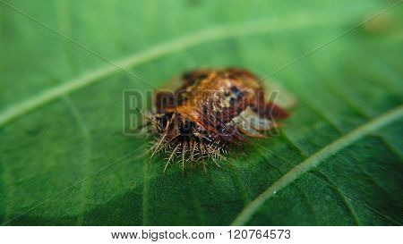 Scary insect