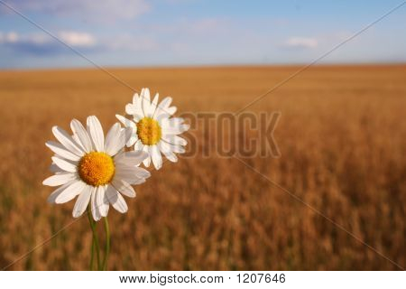Camomilla sul campo di mais