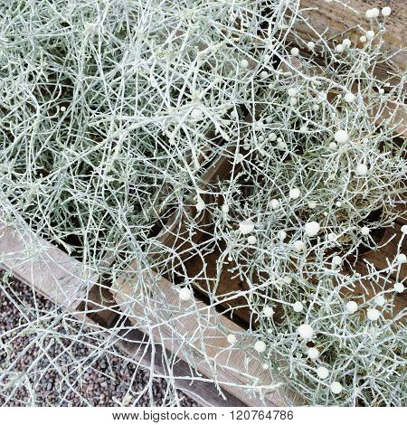 Decorative Plant Calocephalus Brownii