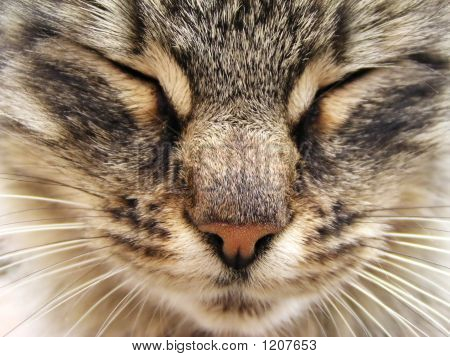 Gatto soriano