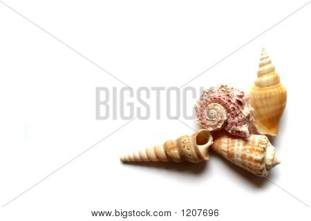 Conchiglie in bianco