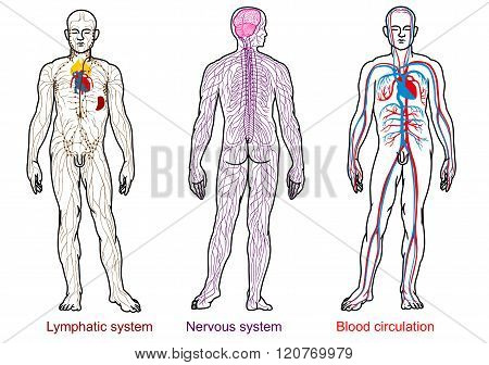 human anatomy nervous,blood,lymphatic system