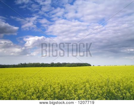 Campo di colza