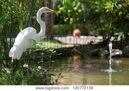 White heron near water, Dominican Republic