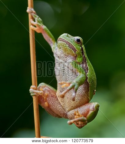 European Tree Frog Hanging On A Straw