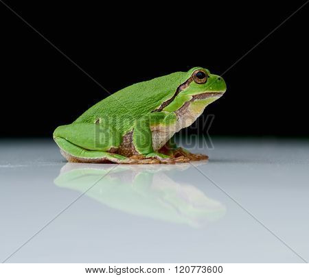 European Tree Frog On A Reflecting White Plate