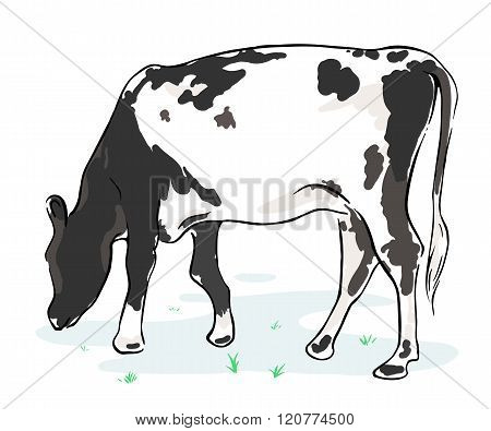 The cow chews a grass on a meadow. Illustration EPS8