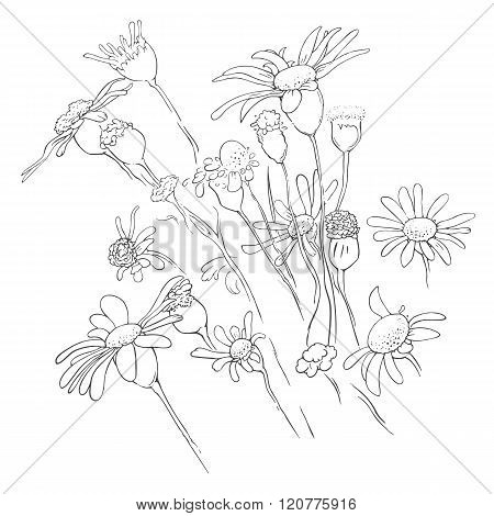 Flowers floral linear background