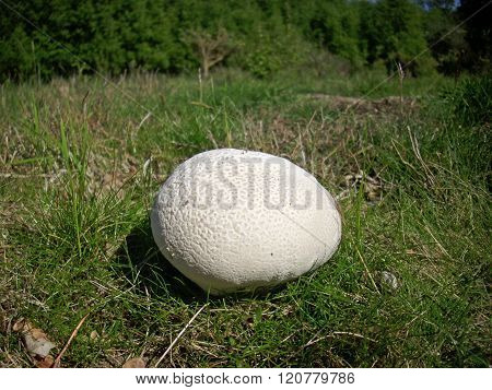 Giant Puffball Fungus