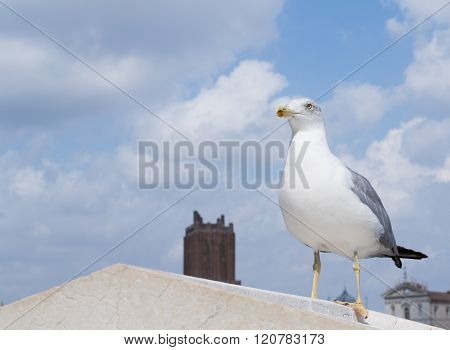 Inspirational image of european herring gull (Larus argentatus) looking leftside with european city in the background