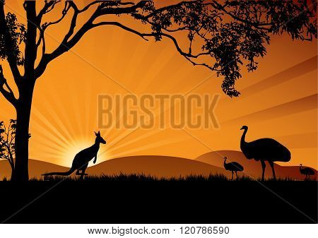 Emu Kangaroo Sunset