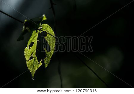 Back Light On A Leaf