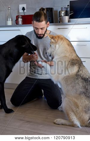 young hipster man with topknot playing with his dogs, teaching training them tricks in his apartment