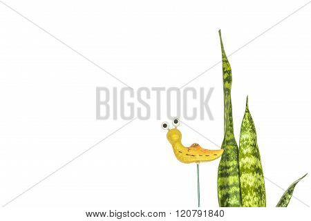 Stems sansevieriya