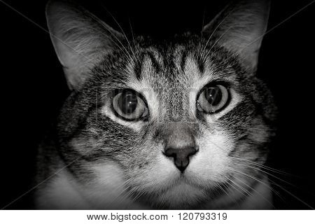 Black and white picture of a cat.