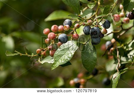Blueberries on the bush in the raw form