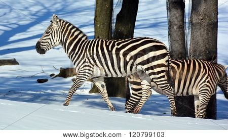 Winter time Zebras