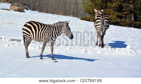 Winter time Zebras