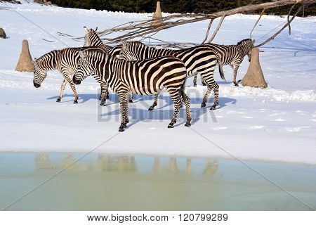 Winter time Zebras