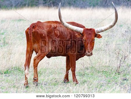 Texas Longhorn