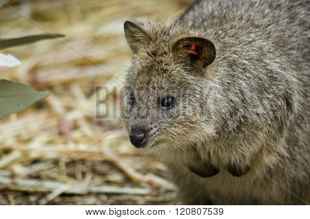 Quokka
