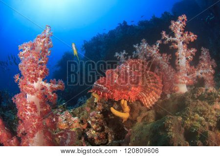 Scorpionfish on coral reef with damselfish