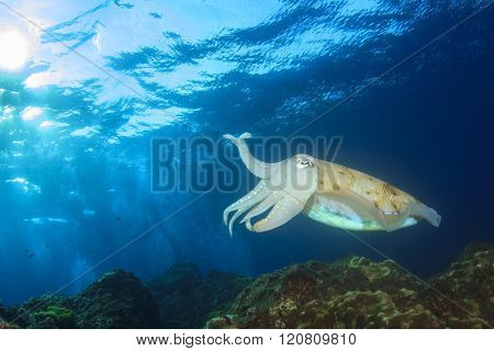 Cuttlefish
