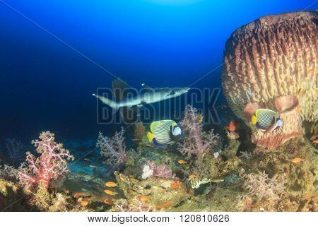 Coral reef with fish and Whitetip Reef Shark