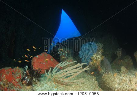 Underwater cave with coral