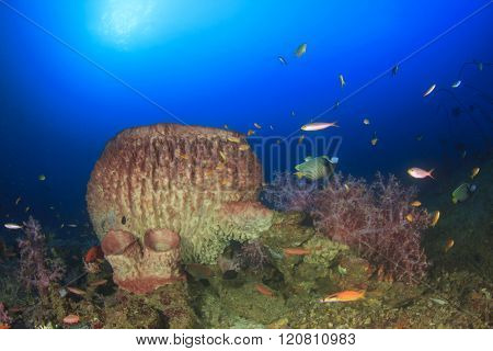 Underwater coral reef with barrel sponge