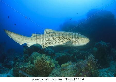 Leopard Shark