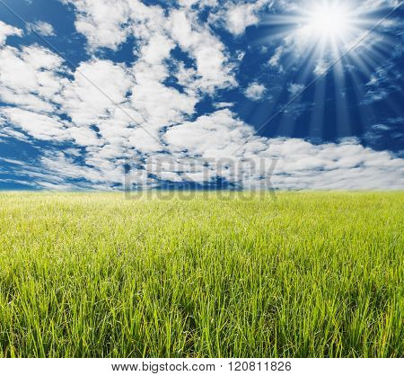 Green Gass With Blue Sky And White Cloud