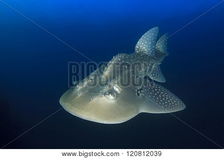 Shark Ray (Bowmouth Guitarfish)