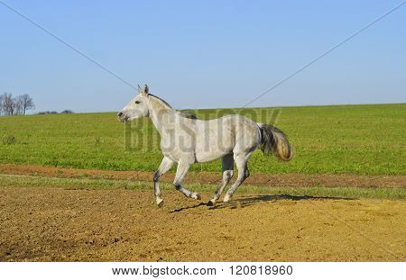 white horse with a gray tail and short mane runs on the sand next to the green grass