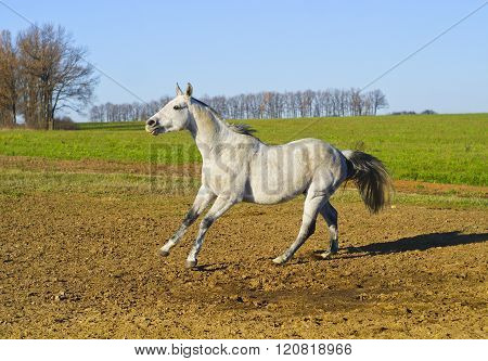 white horse with a gray tail and short mane runs on the sand next to the green grass