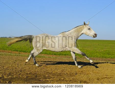 white horse with a gray tail and short mane runs on the sand next to the green grass