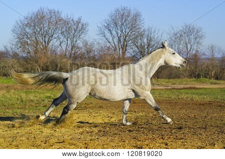white horse with a gray tail and short mane runs on the sand next to the green grass