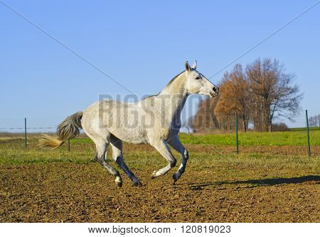 white horse with a gray tail and short mane runs on the sand next to the green grass
