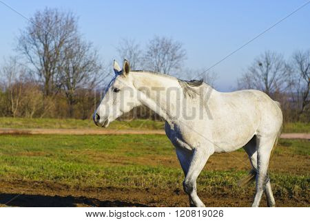 white horse with a gray tail and short mane runs on the sand next to the green grass