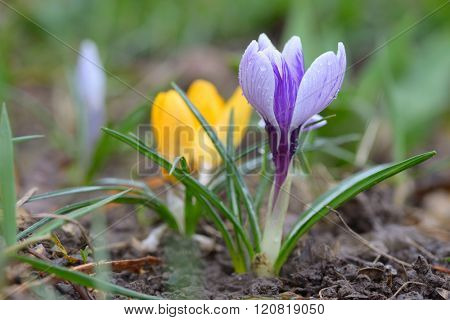 Wild crocus (Crocus tommasinianus) blooming in garden