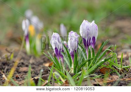 Wild crocus (Crocus tommasinianus) blooming in garden