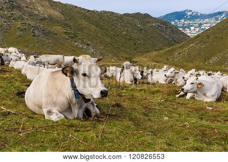 Group Of Cows In Prato Nevoso Piedmont Italy