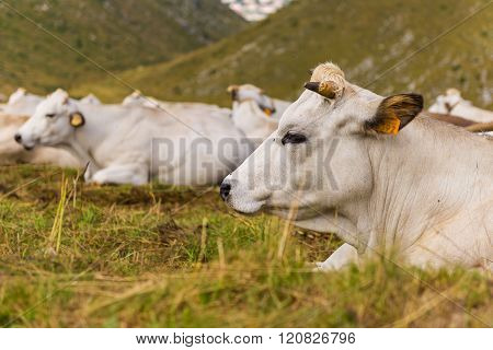 Many Cows In Prato Nevoso Piedmont Italy