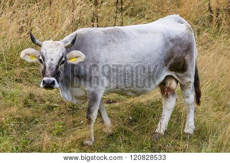 One Cow In Prato Nevoso Piedmont Italy
