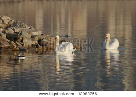 ไวท์สวอนปิดเสียง