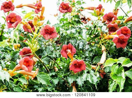 Trumpet Vine Flowers - Campsis X Tagliabuana, Gardening Theme