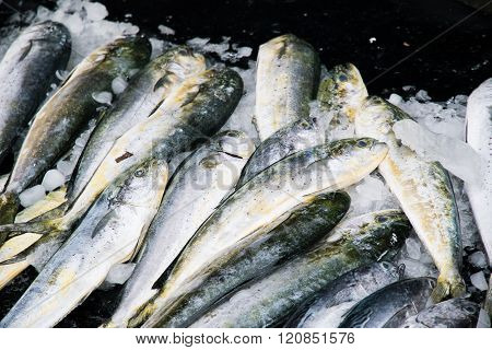 Fish Sold at Fishing Port