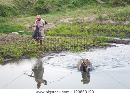 Bathing Cow
