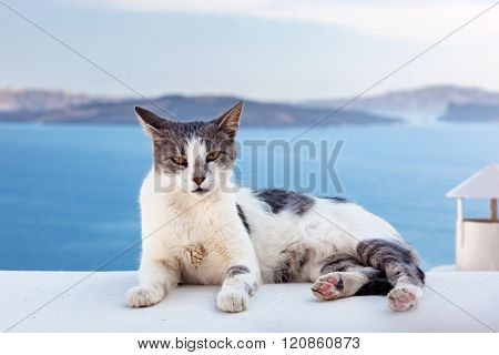 Cat lying on stone wall in Oia town, Santorini, Greece. Aegean sea and Caldera behind